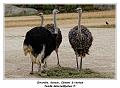 IMG_3517_RD