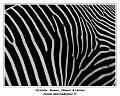 IMG_3538_RD