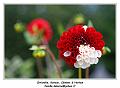 IMG_6955_RD