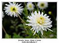 IMG_6957_RD