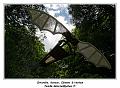 IMG_6421_RD