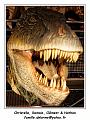 IMG_4071_RD