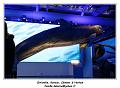 IMG_9863_RD