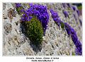 IMG_0489_RD
