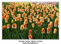 IMG_4009_RD