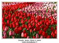 Keukenhof