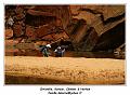 IMG_0271_RD
