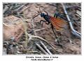 IMG_0326_RD