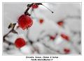 IMG_1666_RD