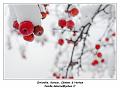 IMG_1667_RD